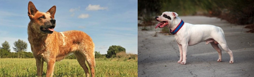 Staffordshire Bull Terrier vs Australian Red Heeler - Breed Comparison