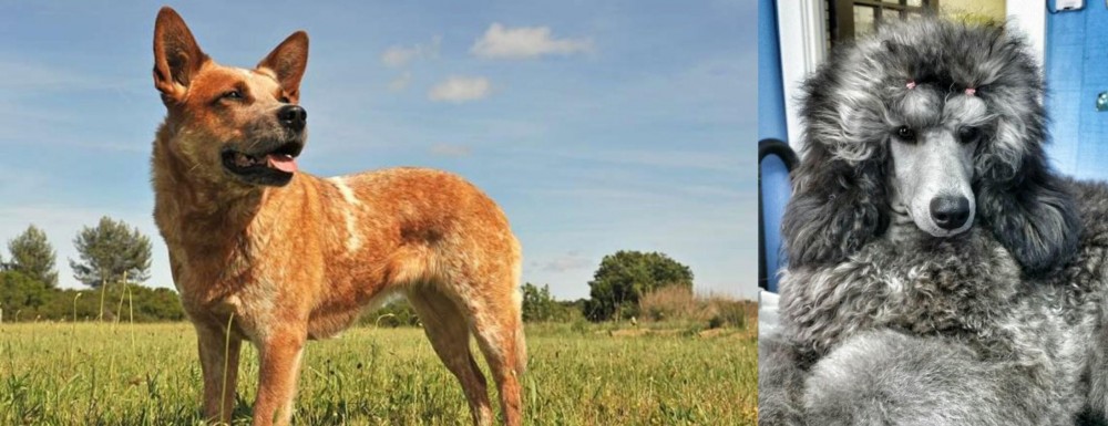 Standard Poodle vs Australian Red Heeler - Breed Comparison
