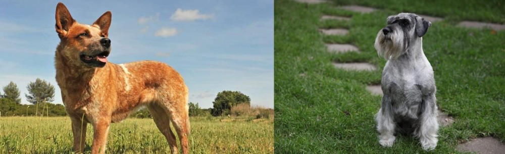 Standard Schnauzer vs Australian Red Heeler - Breed Comparison