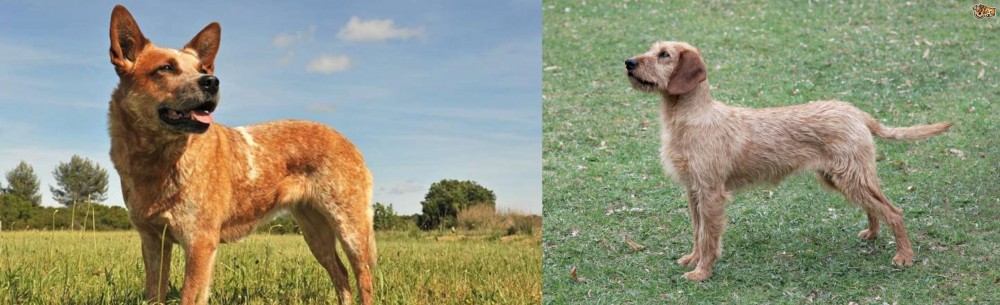 Styrian Coarse Haired Hound vs Australian Red Heeler - Breed Comparison