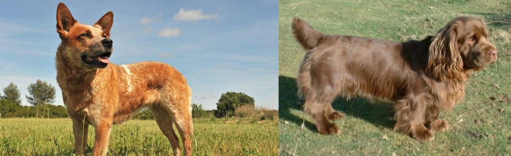 Sussex Spaniel vs Australian Red Heeler - Breed Comparison