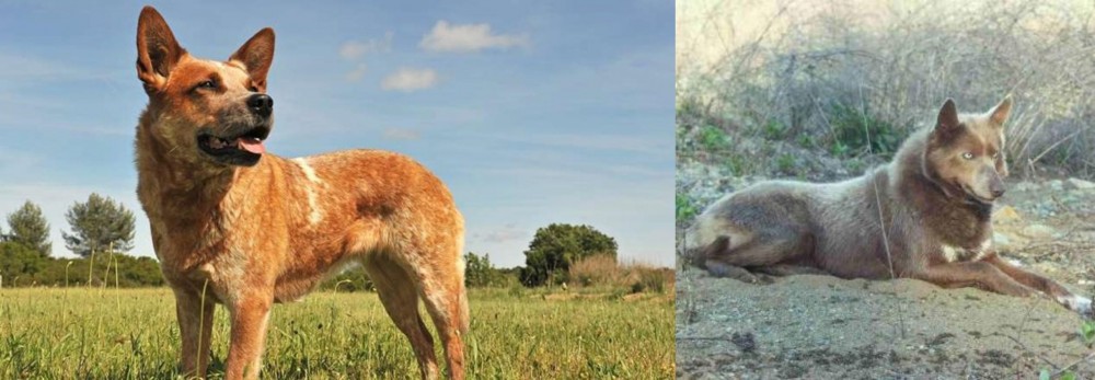 Tahltan Bear Dog vs Australian Red Heeler - Breed Comparison