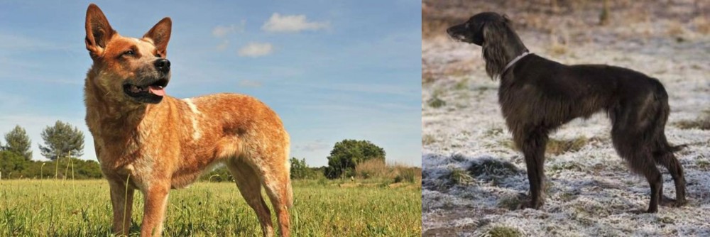 Taigan vs Australian Red Heeler - Breed Comparison