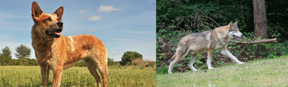 Tamaskan vs Australian Red Heeler - Breed Comparison