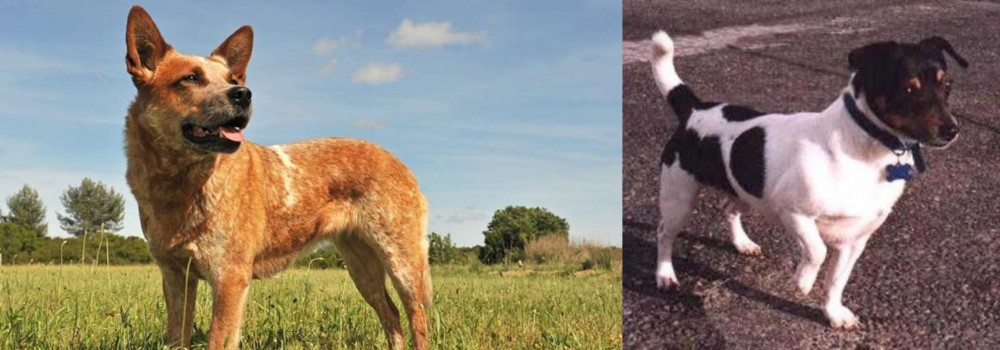 Teddy Roosevelt Terrier vs Australian Red Heeler - Breed Comparison