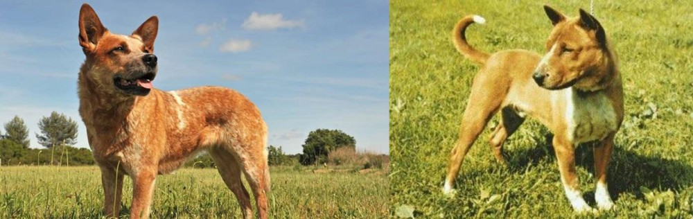 Telomian vs Australian Red Heeler - Breed Comparison
