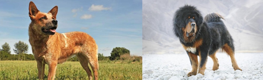 Tibetan Mastiff vs Australian Red Heeler - Breed Comparison