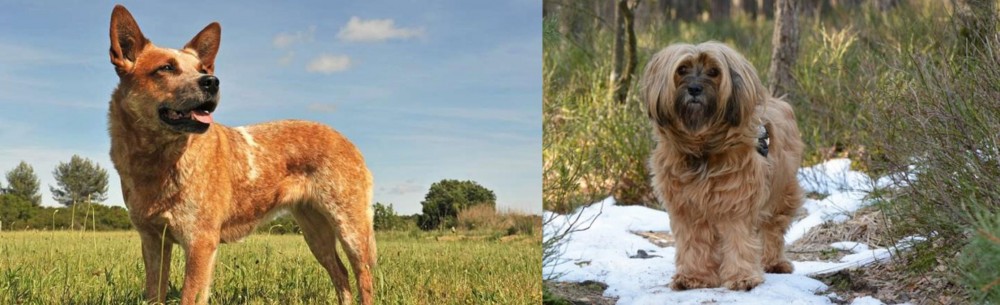 Tibetan Terrier vs Australian Red Heeler - Breed Comparison