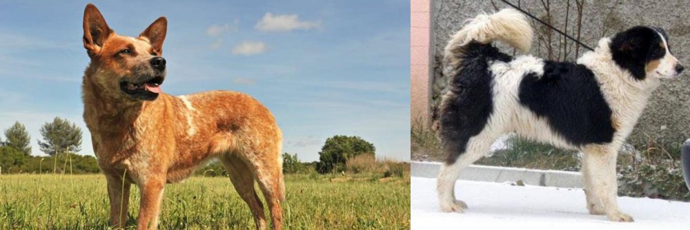 Tornjak vs Australian Red Heeler - Breed Comparison