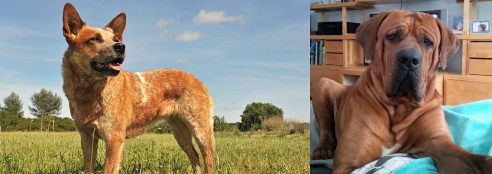 Tosa vs Australian Red Heeler - Breed Comparison