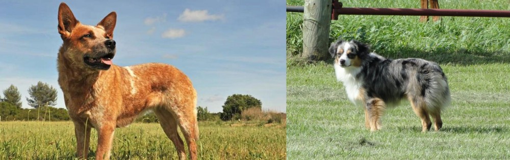 Toy Australian Shepherd vs Australian Red Heeler - Breed Comparison
