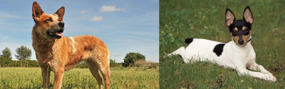 Toy Fox Terrier vs Australian Red Heeler - Breed Comparison