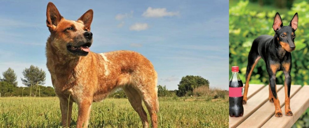 Toy Manchester Terrier vs Australian Red Heeler - Breed Comparison
