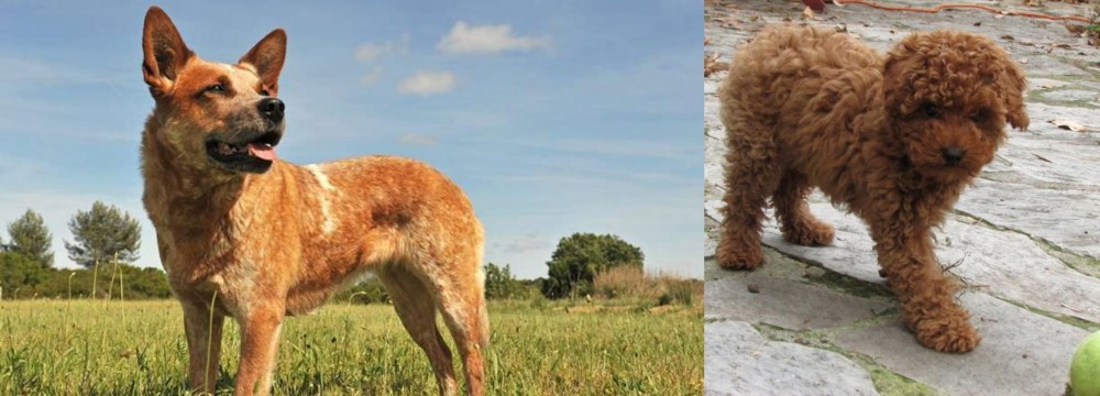 Toy Poodle vs Australian Red Heeler - Breed Comparison