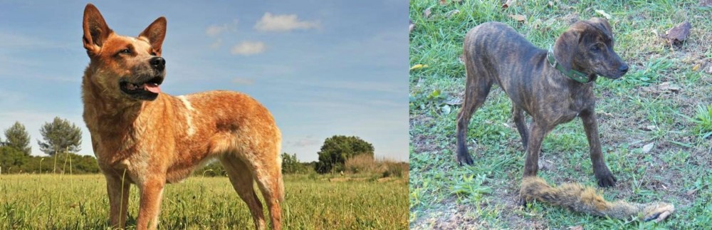 Treeing Cur vs Australian Red Heeler - Breed Comparison