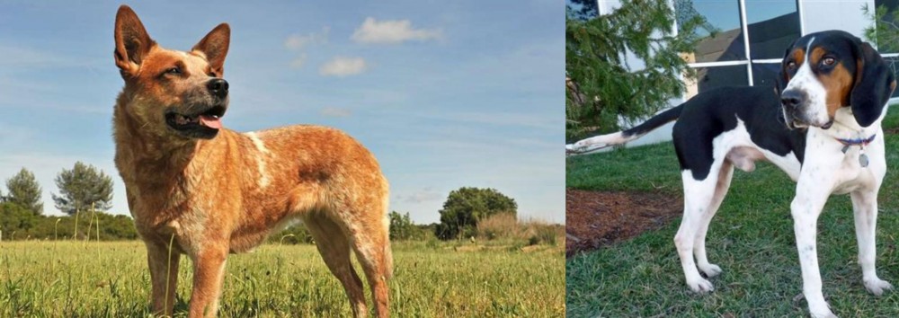 Treeing Walker Coonhound vs Australian Red Heeler - Breed Comparison