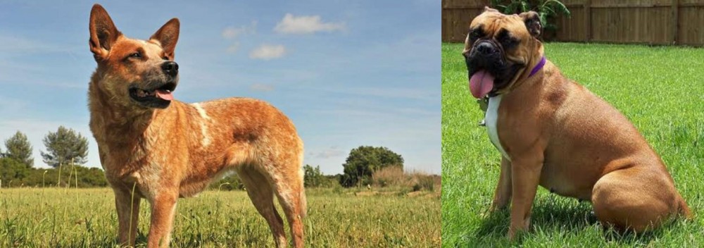 Valley Bulldog vs Australian Red Heeler - Breed Comparison
