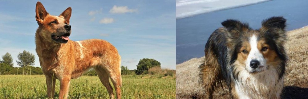 Welsh Sheepdog vs Australian Red Heeler - Breed Comparison
