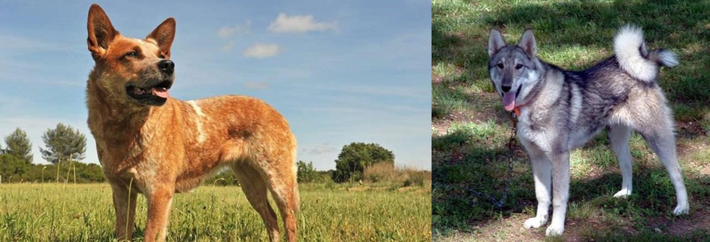West Siberian Laika vs Australian Red Heeler - Breed Comparison