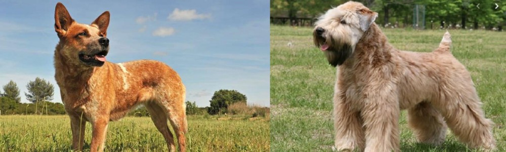 Wheaten Terrier vs Australian Red Heeler - Breed Comparison