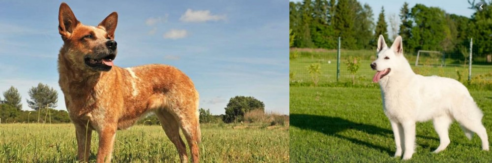White Shepherd vs Australian Red Heeler - Breed Comparison