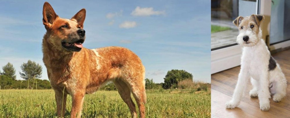 Wire Fox Terrier vs Australian Red Heeler - Breed Comparison