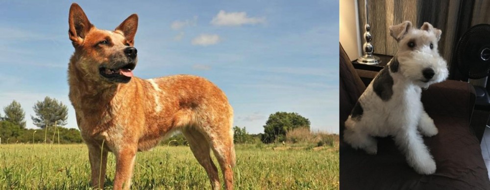 Wire Haired Fox Terrier vs Australian Red Heeler - Breed Comparison