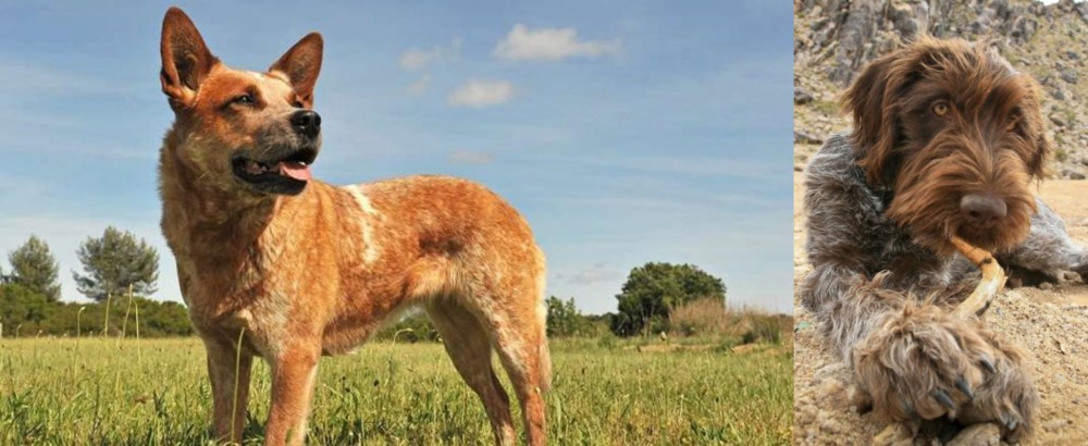 Wirehaired Pointing Griffon vs Australian Red Heeler - Breed Comparison