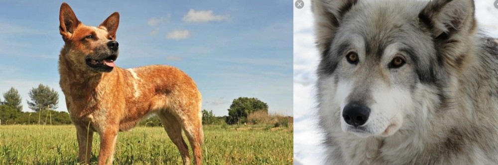 Wolfdog vs Australian Red Heeler - Breed Comparison