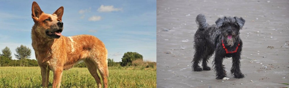 YorkiePoo vs Australian Red Heeler - Breed Comparison