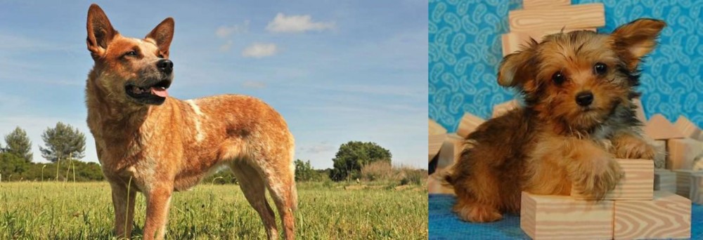 Yorkillon vs Australian Red Heeler - Breed Comparison