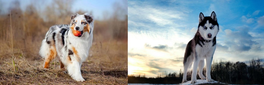 Alaskan Husky vs Australian Shepherd - Breed Comparison