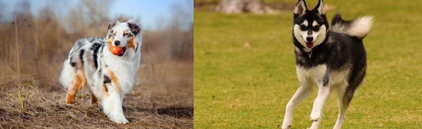 Alaskan Klee Kai vs Australian Shepherd - Breed Comparison