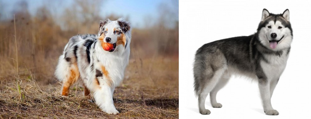 Alaskan Malamute vs Australian Shepherd - Breed Comparison