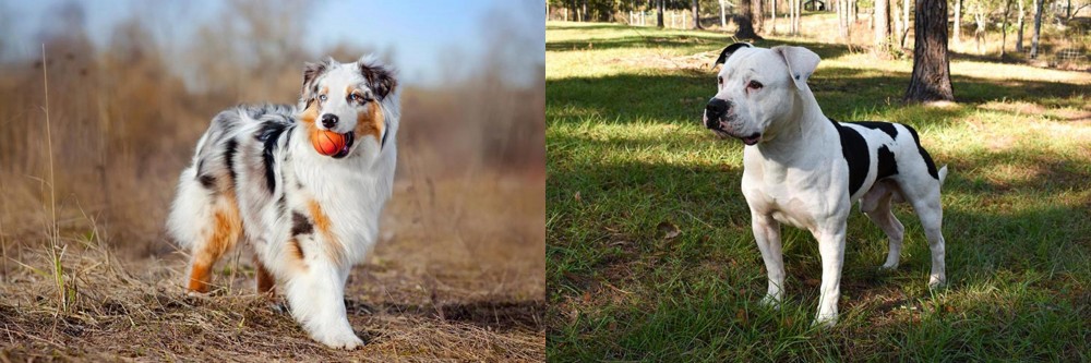 American Bulldog vs Australian Shepherd - Breed Comparison