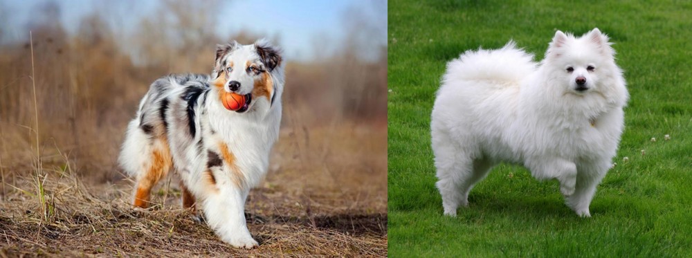 American Eskimo Dog vs Australian Shepherd - Breed Comparison