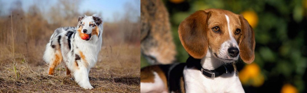 American Foxhound vs Australian Shepherd - Breed Comparison
