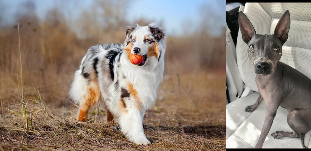 American Hairless Terrier vs Australian Shepherd - Breed Comparison