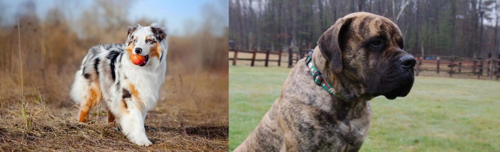 American Mastiff vs Australian Shepherd - Breed Comparison