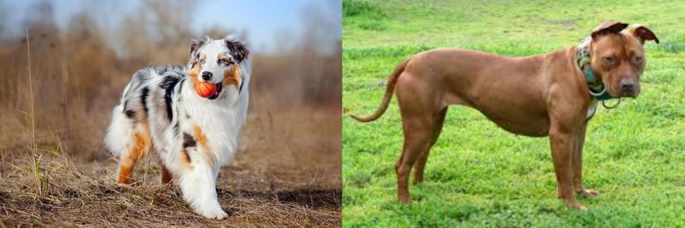 American Pit Bull Terrier vs Australian Shepherd - Breed Comparison