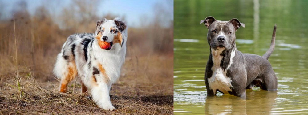 American Staffordshire Terrier vs Australian Shepherd - Breed Comparison
