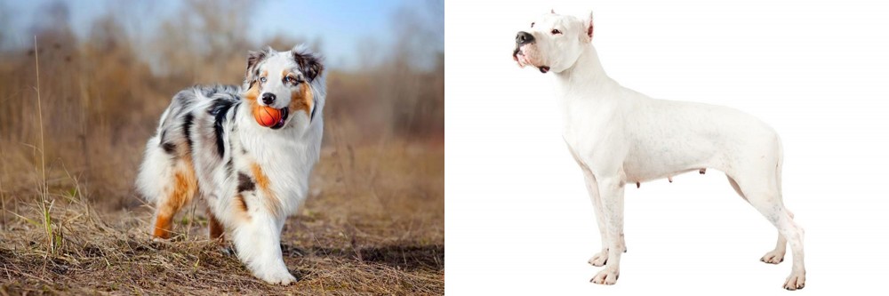 Argentine Dogo vs Australian Shepherd - Breed Comparison