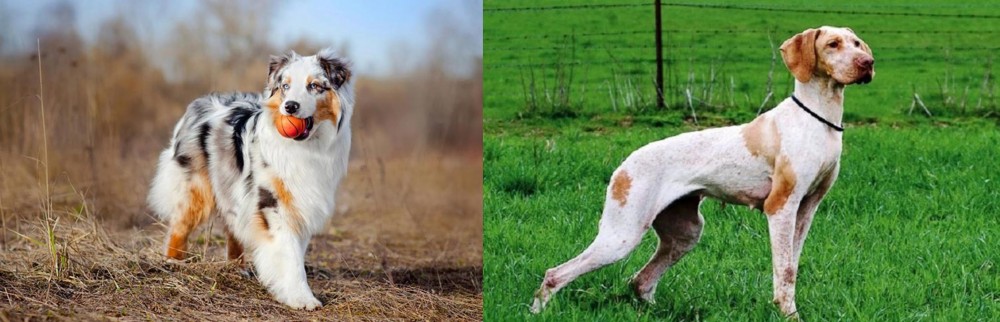 Ariege Pointer vs Australian Shepherd - Breed Comparison
