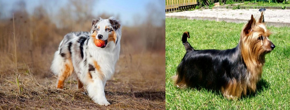 Australian Silky Terrier vs Australian Shepherd - Breed Comparison