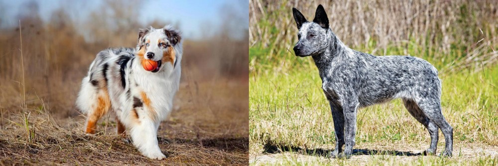 Australian Stumpy Tail Cattle Dog vs Australian Shepherd - Breed Comparison