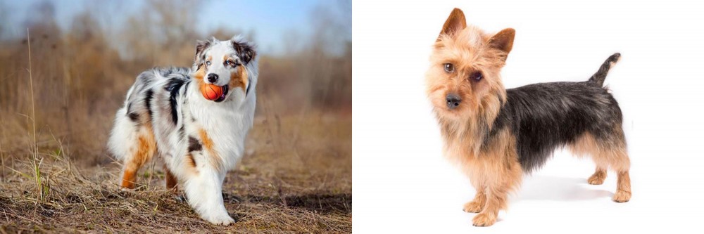 Australian Terrier vs Australian Shepherd - Breed Comparison