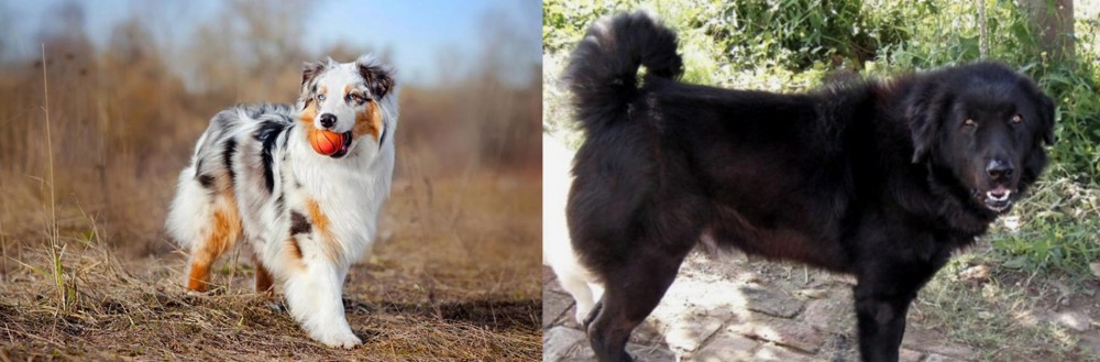 Bakharwal Dog vs Australian Shepherd - Breed Comparison