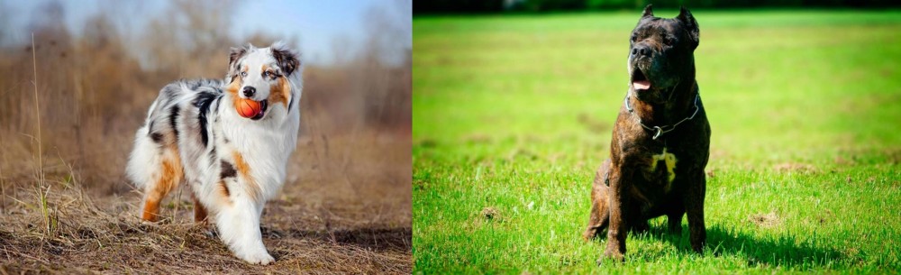 Bandog vs Australian Shepherd - Breed Comparison