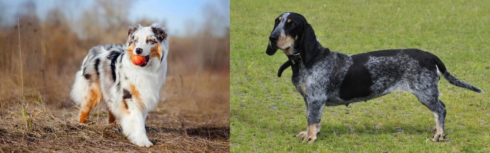 Basset Bleu de Gascogne vs Australian Shepherd - Breed Comparison