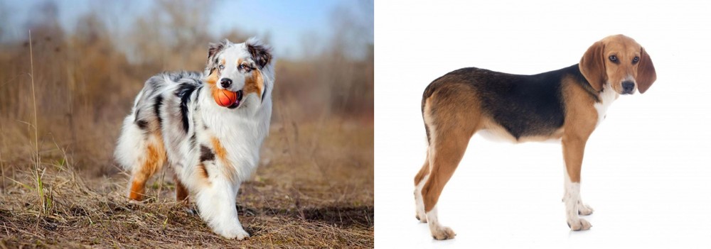 Beagle-Harrier vs Australian Shepherd - Breed Comparison